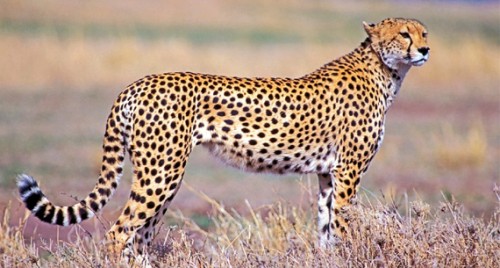 కలకలం రేపుతున్న చిరుత సంచారం... 