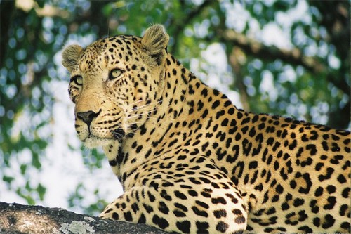 గంగవరాన్ని వెంటాడుతోన్న చిరుత భయం