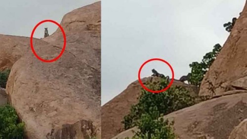 అనంతపురం జిల్లాలో చిరుత పులల హల్‌చల్..