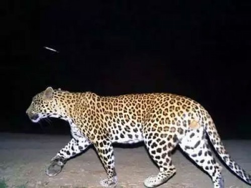 రింగ్ రోడ్డు సమీపంలో పులిసంచారాన్ని గమనించిన భక్తులు