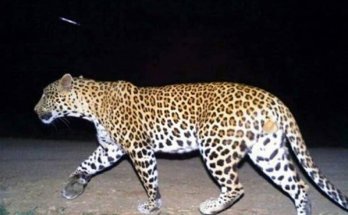 నంద్యాలలో చిరుతపులి కలకలం