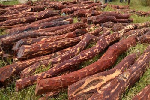 చిత్తూరులో 90 ఎర్రచందనం దుంగలు స్వాధీనం