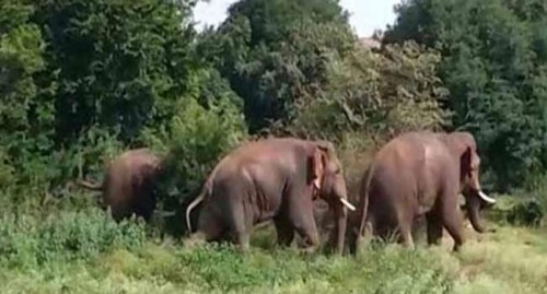 చిత్తూరులో ఏనుగుల గుంపు హల్‌చల్