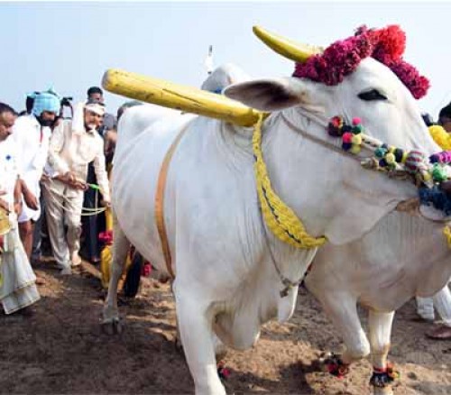 అమరావతిలో శ్రీవారి ఆలయ నిర్మాణానికి భూకర్షణం కార్యక్రమం