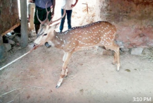 నీటి కోసం జనావాసాల్లోకి చుక్కల జింక