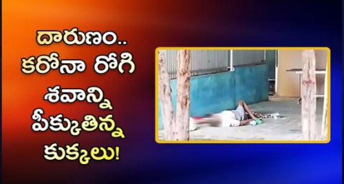 కరోనా రోగి శవాన్ని పీక్కుతిన్న కుక్కలు..వెలుగులోకి నిజాలు

