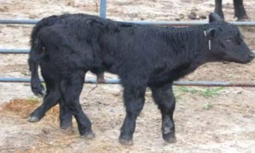 తూర్పుగోదావరి జిల్లా రాపర్తిలో వింత దూడ