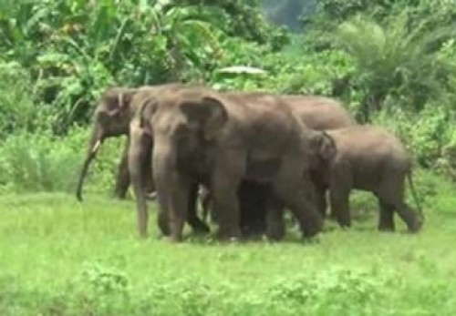 విజయనగరం జిల్లాలో ఏనుగుల బీభత్సం