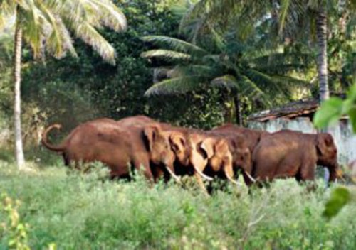 గుడివంక అటవీ ప్రాంతంలో ఏనుగుల సంచారం