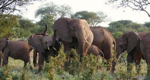 మొక్కజొన్న పంటలను నాశనం చేసిన ఏనుగులు 