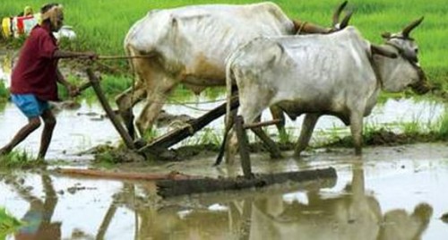 అన్నదాతల మొదటి పండగే.. ఏరువాక పౌర్ణమి