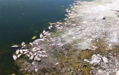 సరస్సులో వందల సంఖ్యలో చేపలు మృత్యువాత