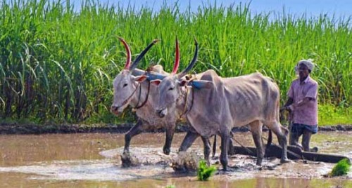 రైతులకు కేంద్రం గుడ్ న్యూస్
