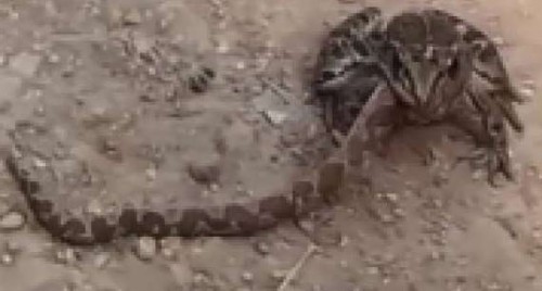 వైరల్: పామును మింగిన కప్ప 