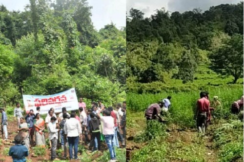  గంజాయి సాగుపై ఉక్కు పాదం..