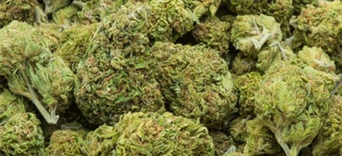 పశ్చిమగోదావరి జిల్లాలో భారీగా గంజాయి పట్టివేత