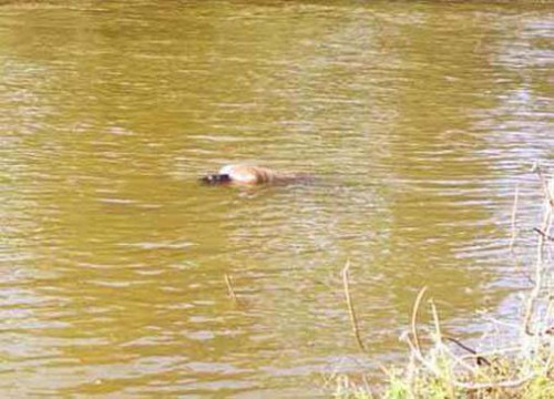 చెరువులో మునిగి ఇద్దరు యువకుల మృతి
