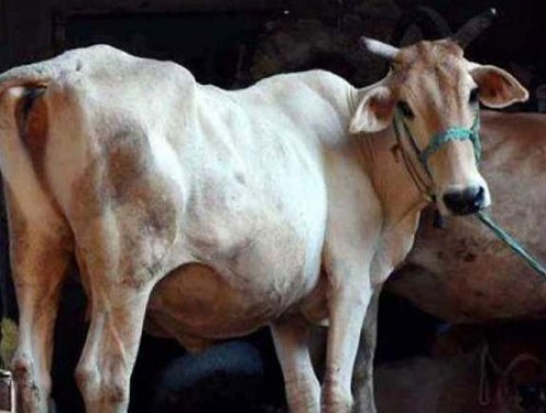 ఢిల్లీ ప్రభుత్వ కొత్త ఆలోచన