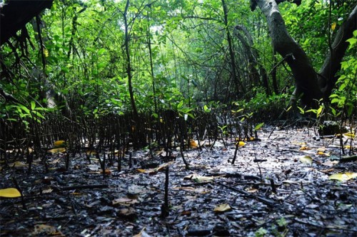 ఎదురుకాల్పుల్లో ఇద్దరు మావోయిస్టులు మృతి