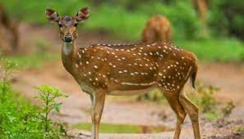 పొలాల్లో తిరిగే జింకల మందపై తుపాకులతో...