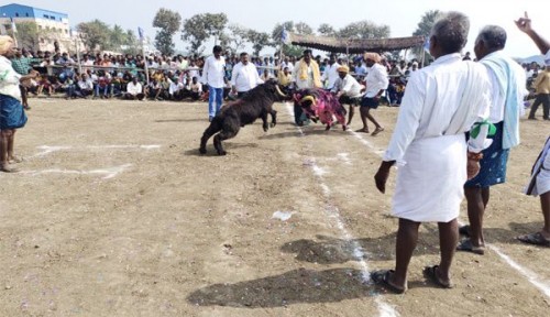 కీసర లో గొర్రెల పోటీలు