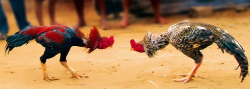 కోడి పందాలు నిర్వహిస్తే కఠిన చర్యలు