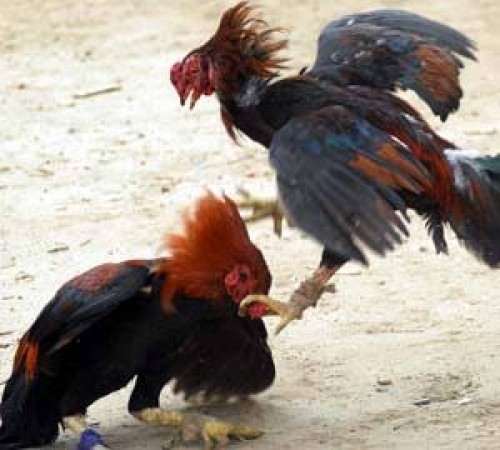 కోడి పందాలపై అయోమయం