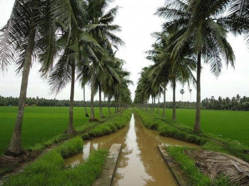 కోనసీమలో కొత్త వైరస్
