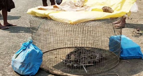 మత్స్యకారుల వలలో చిక్కిన 15 అడుగుల భారీ కొండ చిలువ