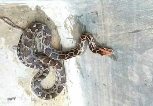 ఇంట్లోకి వచ్చిన కొండచిలువ