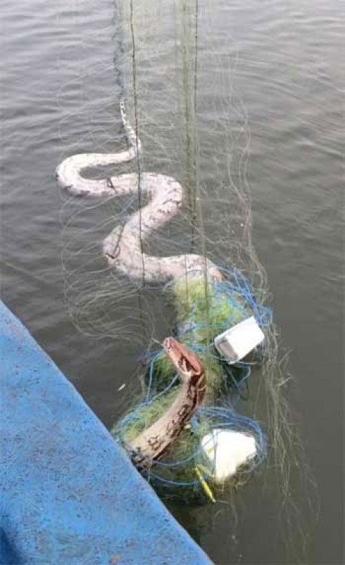 వలలో చేపలతో పాటు కొండచిలువ...