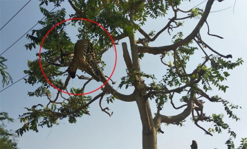 విద్యుత్‌షాక్‌తో చిరుత మృతి