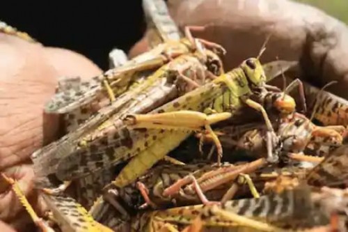 శ్రీకాకుళం జిల్లాలో మిడతల  కలకలం