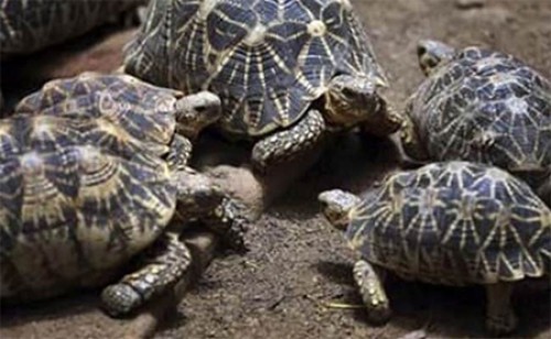 అక్రమంగా తరలిస్తున్ననక్షత్రతాబేళ్లు స్వాధీనం