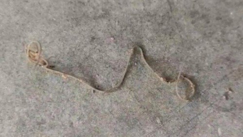 నెల్లూరు జిల్లాలో వింత జీవి కలకలం... 