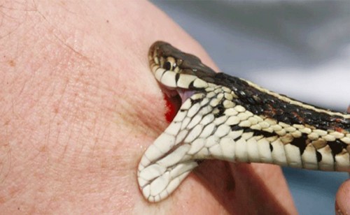 పాముకాటుకు మహిళా మృతి 