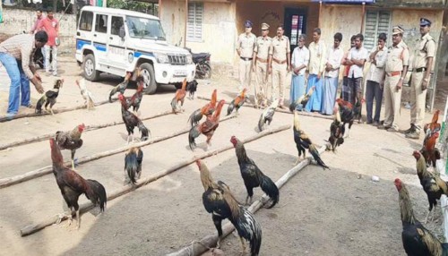 రాజోలులో నెల్లూరు పందెం కోళ్ల ముఠా అరెస్ట్...