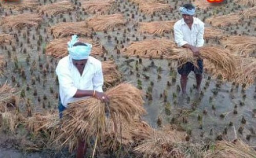 పెథాయ్ తుపాన్ వందల ఎకరాల్లో నీటిపాలైన వరిపంట