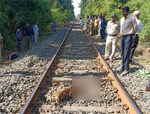 రైలు ఢీకొని రెండు పులి పిల్లలు మృతి