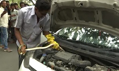 కారు బోనెట్‌లో భారీ విషసర్పం