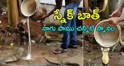 పాము చన్నీటి స్నానం... వీడియో వైరల్