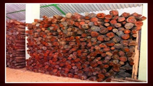 ఏపీ-తమిళనాడు సరిహద్దుల్లో రూటు మార్చిన ఎర్రచందనం స్మగ్లర్లు..