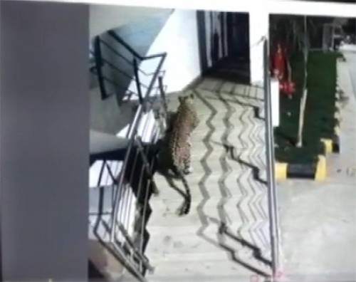 థానే నగరంలో చిరుత పులి సంచారం కలకలం