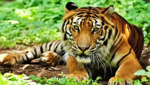 ఫారెస్ట్ సిబ్బందిపై పులి దాడి