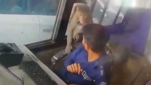 టోల్‌గేట్‌లో 5 వేలు ఎత్తుకెళ్లిన కోతి