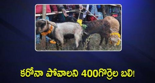కరోనా పోవాలని 400 గొర్రెల బలి!

