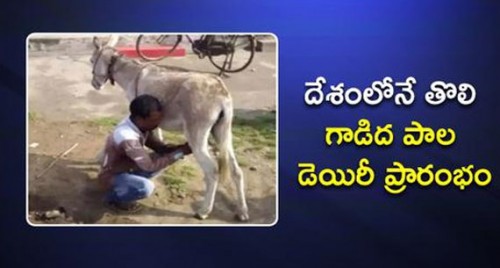 గాడిద పాల డెయిరీ ప్రారంభం

