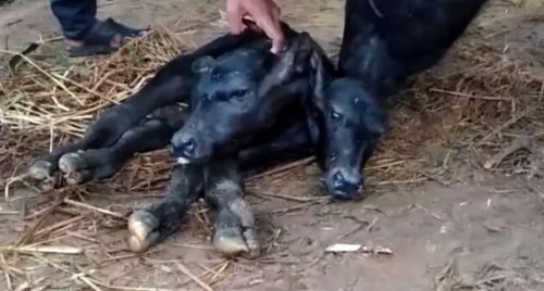 ఏపీలో రెండు తలల ఆవుదూడ జననం


