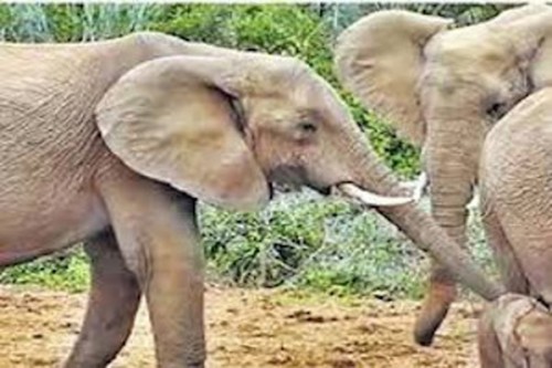 బంగారుపాలెం మండలంలో ఏనుగుల దాడి... 