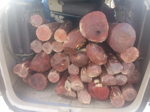 ఎర్రచందనం దుంగల పట్టివేత..